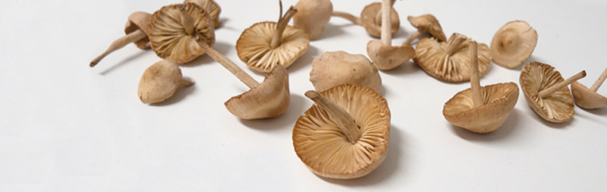 Por los pasillos del Cash